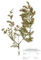 藏品(落雨松)的圖片